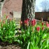 Not enough time to take a sit in nature? No problem! The sidewalks are full of blooming flowers to brighten the walk to class. Yellow daffodils, symbolic of inspiration and rebirth, and purple muscari, known for their fragrance, can be found outside most buildings on campus.