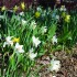 botanicalguide 11_opt website